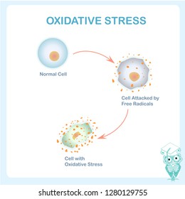 Oxidative Stress Scheme. Healthy Cell Caused By An Attack Of Free Radicals. Oxidative Stress Diagram Stock Vector Illustration Flat Design For Education