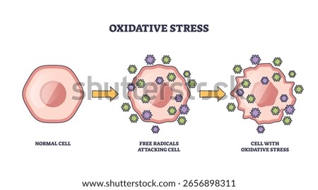 Oxidative stress shows a normal cell, free radicals attacking, and resulting cell damage. Key objects, cell, free radicals, arrows. Outline diagram