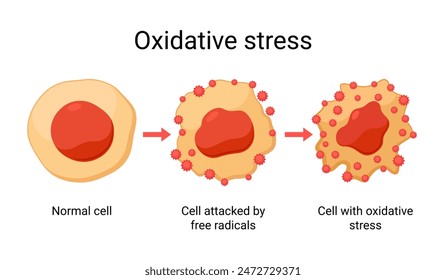 Ilustración de diseño de Vector de estrés oxidativo