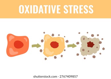 Oxidative stress vector illustration with healthy cell, stressed cell and damaged grey cell. Clean medical artwork for biology lessons, wellness articles and lab infographic layouts.
