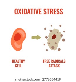 Oxidative stress vector illustration of healthy cell and radical damage. Medical artwork for inflammation, antioxidant depletion and biology visuals.