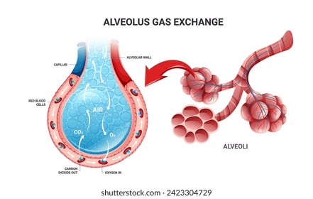 Intercambio de oxígeno y dióxido de carbono en pulmones y alveolo. Ilustración detallada aislada en fondo blanco. Estilo de la caricatura
