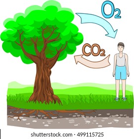The oxygen cycle
