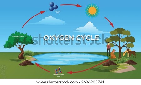 Oxygen cycle diagram nature process Plants release oxygen animals breathe in CO2 Environmental science educational illustration