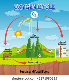 Diagrama del ciclo del oxígeno para la ilustración de la educación científica