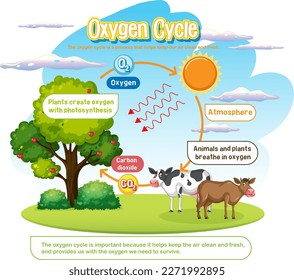 Oxygen Cycle Diagram for Science Education illustration