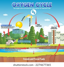 Oxygen Cycle Diagram for Science Education illustration