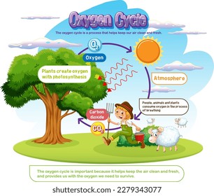 Oxygen Cycle Diagram for Science Education illustration