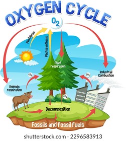 Oxygen Cycle Diagram for Science Education illustration