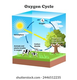 Oxygen Cycle diagram. Science education vector 3d illustration