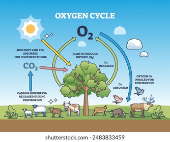 Oxygen cycle with O2 production from plants absorbing carbon dioxide outline diagram. Labeled educational scheme with biological process explanation and gas exchange in nature vector illustration.