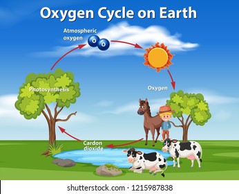 Oxygen cycle on earth  illustration