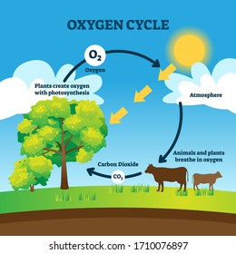 Oxygen cycle vector illustration. Labeled educational O2 circulation scheme. Biological diagram with animals breathing, carbon dioxide, plants photosynthesis and atmosphere. Cyclic earth process graph