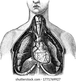 Oxygen enters human lungs as part of the air that they breathe, with the parts represented, L.A., left ventricle; B, right ventricle; F, pulmonary artery; G, aorta; H, arch of the aorta; and other,