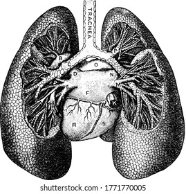 Oxygen Enters Human Lungs Part Air Stock Vector (Royalty Free ...