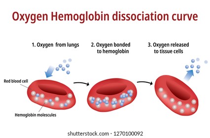 Sauerstoffblutungskurve des Hämoglobins