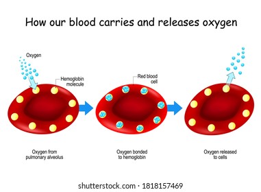 1,173 Haemoglobin Images, Stock Photos & Vectors | Shutterstock