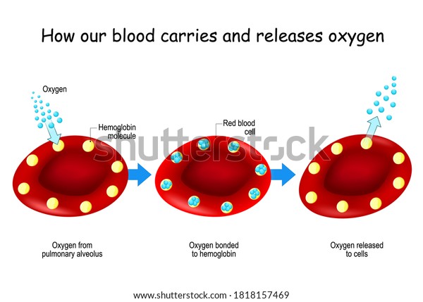 Oxygen Hemoglobin How Our Blood Carries Stock Vector (Royalty Free ...