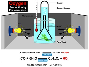 Oxygen Production by Photosynthesis Process Experiment  with chemical formula wit parts lamp water plant pond weed thermometer light bubble carbon dioxide for education science lab vector