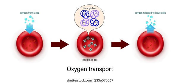 Oxygen transport vector. hemoglobin molecule. Oxygen binds to hemoglobin and is released by red blood cells. Gas exchange mechanism.