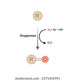 Oxygenase Enzyme Function Concept Design. Vector Illustration.	