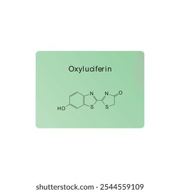 Diagrama de estrutura esquelética de oxiluciferina.Molécula orgânica composta ilustração científica.