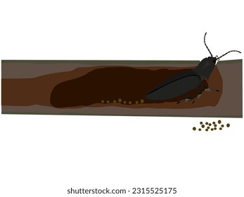 Oxynopterus audouini on white background.