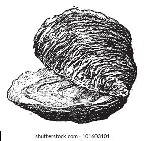 Austern (Muscheln), Vektorgrafik in Vintage. Wörterbuch der Worte und Dinge - Larive und Fleury - 1895.