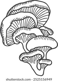 Oyster cap fungus. Edible mushroom black drawing