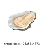 Oyster, cartoon seafood cuisine or sea food delicatessen mollusk 3D realistic illustration. Open oyster shell for gourmet. Mussel isolated on white background. Sea food. Mussel or oyster vector