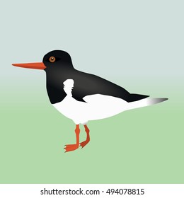 An Oyster Catcher 