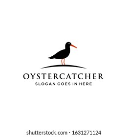 oyster catcher bird logo design vector image illustration