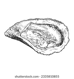 Oyster Clam Drawing Seashell, draw, food, animals, seafood