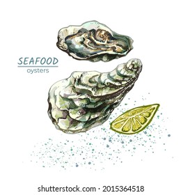 oyster, detailed drawing, shell, fresh, lime, seafood