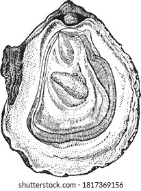 Oyster, From the Dictionary of Word and Things, 1888.