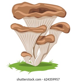 Oyster edible mushroom. Cartoon vector illustration isolated on white background.