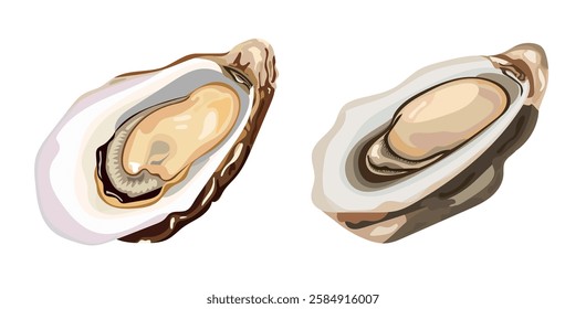 Oyster food. Vector clipart illustration on isolated background.