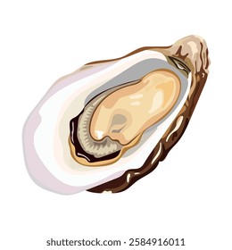 Oyster food. Vector clipart illustration on isolated background.