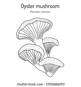 Oyster fungus (Pleurotus ostreatus), edible and medicinal mushroom. Hand drawn botanical vector illustration