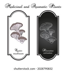 Oyster fungus (Pleurotus ostreatus), edible and medicinal mushroom. Hand drawn botanical vector illustration