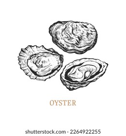 Oyster hand drawing. oysters vector illustration in engraving style