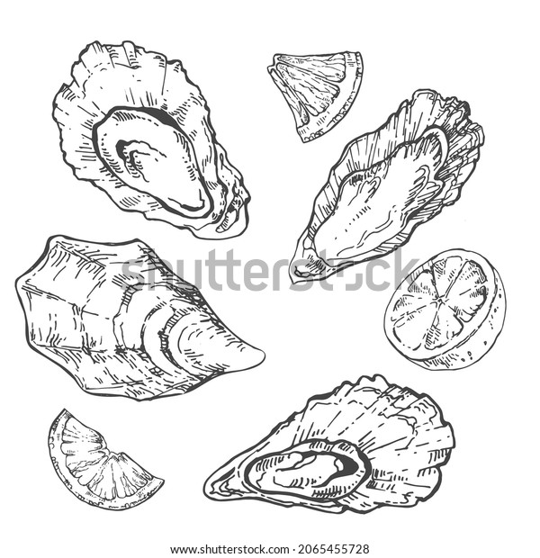 Oyster Hand Drawn Illustration Vector Set Stock Vector (Royalty Free