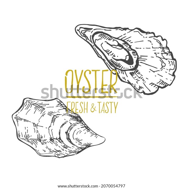 Oyster Hand Drawn Illustration Vector Set Stock Vector (Royalty Free