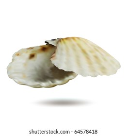 Oyster icon vector isolated on white. Mesh illustration.