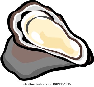 Oyster oyster oyster illustration material