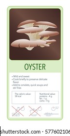 Oyster. Information map of edible mushrooms.