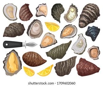 Oyster isolated cartoon set icon. Vector cartoon set icon shellfish food. Vector illustration oyster on white background.