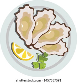 Oyster isolated on white background. illustration vector