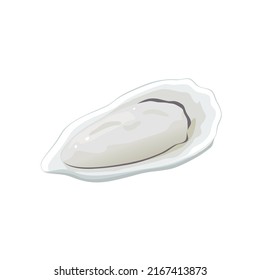 Oyster isolated on white background. Vector illustration of seafood.