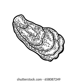 Oyster isolated on white background. Vintage black vector engraving illustration. Hand drawn in a graphic style.